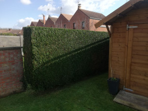 Photo de galerie - Taille haie de thuja 