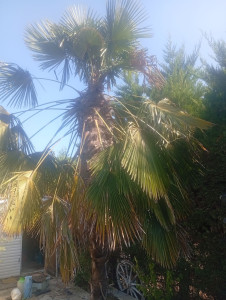 Photo de galerie - Elagage et coupe d'arbres