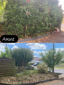 Photo de galerie - Elagage et coupe d'arbres