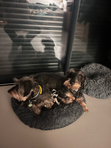 Photo de galerie - Garde de chien chez l’habitant 