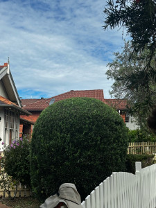 Photo de galerie - Taille de haies et d'arbustes