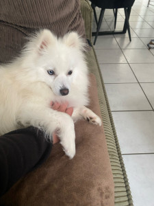 Photo de galerie - Garde animaux