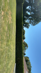 Photo de galerie - Taille de laurier 