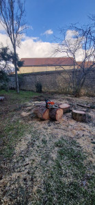 Photo de galerie - Elagage et coupe d'arbres