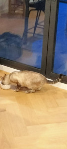 Photo de galerie - Quand le félin solitaire ne résiste pas au repas du soir ??