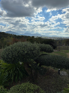 Photo de galerie - Taille d’un olivier en nuage Avant-Apres