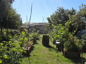 Photo de galerie - Mon jardin potager en carrés