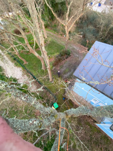 Photo de galerie - Elagage et coupe d'arbres