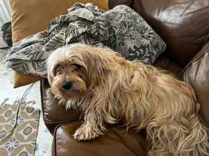 Photo de galerie - Garde animaux