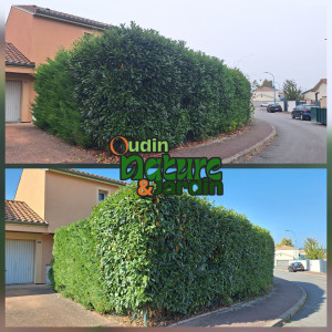 Photo de galerie - Taille de haies et d'arbustes 