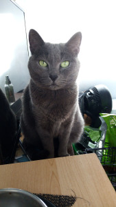 Photo de galerie - Duchesse, une chatte très câline que j'ai été ravi de garder durant la journée. 