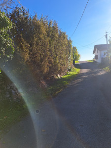 Photo de galerie - Haie taillée sur enrochement 