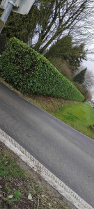 Photo de galerie - Taille de haies avec évacuation des déchets verts 