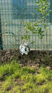 Photo de galerie - Voici coco, un lapin que j’ai gardé :) 