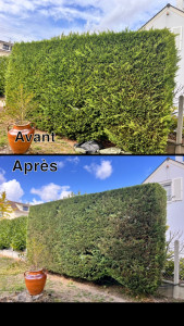 Photo de galerie - Taille d’une Haie de thuyas 