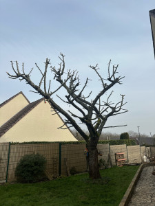 Photo de galerie - Elagage et coupe d'arbres