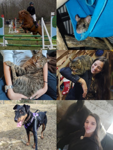 Photo de galerie - Ma passion l'équitation, mes petits rats, mon chat Manxy, chien en petsitting, mon futur cheval