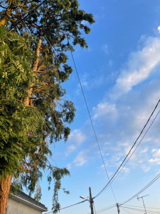 Photo de galerie - Elagage et coupe d'arbres