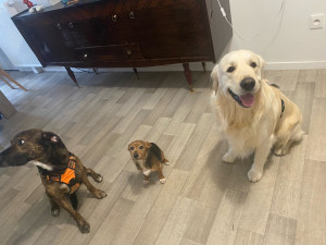 Photo de galerie - Chiens que j’ai gardé