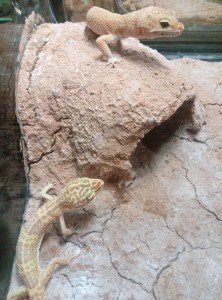 Photo de galerie - Mes 2 gecko