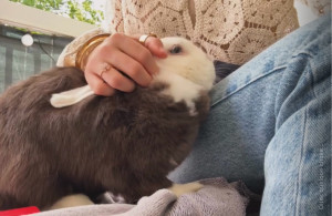 Photo de galerie - Flippette : La jolie petite lapine de mon conjoint, en demande de câlins, comme d’habitude !!! Elle est vraiment adorable ??