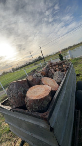 Photo de galerie - Elagage et coupe d'arbres