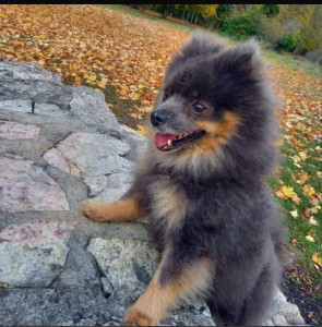 Photo de galerie - Ma petite boule de poil. Mika ❤️.  #Gardé 11 jours.