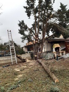 Photo de galerie - Elagage et coupe d'arbres