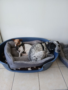 Photo de galerie - Garde chien