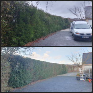 Photo de galerie - Taille d'une haie de thuyas 