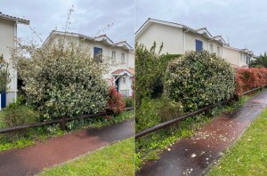 Photo de galerie - Taille de haies et d'arbustes