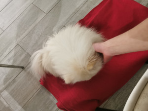 Photo de galerie - Garde chien