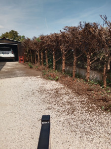 Photo de galerie - Taille de haies et d'arbustes