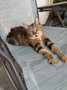 Photo de galerie - Garde animaux