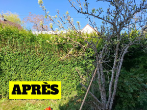 Photo de galerie - Taille de haies et d'arbustes