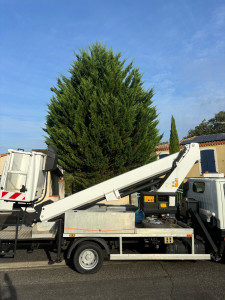 Photo de galerie - Elagage et coupe d'arbres