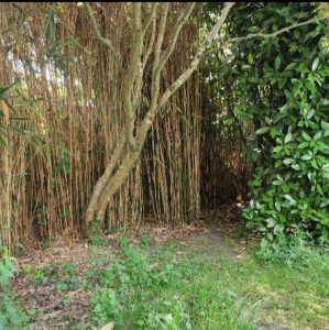 Photo de galerie - Elagage et coupe d'arbres