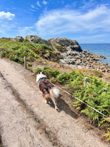 Photo de galerie - Garde chien