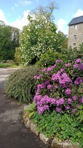 Photo de galerie - 4 ans d'expérience en jardin particuliers, 15 ans en maraîchage, horticulture.