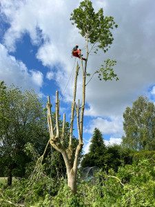 Photo de galerie - Horn élagage abattage 