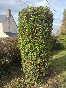 Photo de galerie - Taille de lierre 