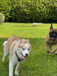 Photo de galerie - Garde chien