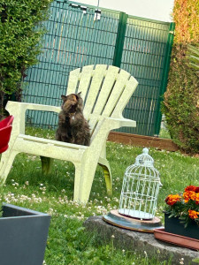 Photo de galerie - Garde animaux