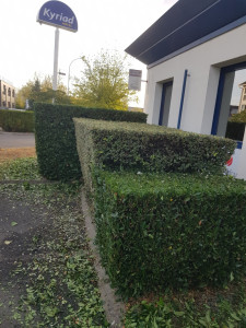 Photo de galerie - Taille de haies et d'arbustes