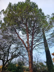 Photo de galerie - Elagage et coupe d'arbres