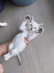 Photo de galerie - Petit chaton