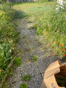 Photo de galerie - Tonte de pelouse - Débroussaillage