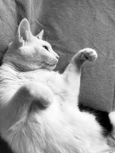 Photo de galerie - Sol ?