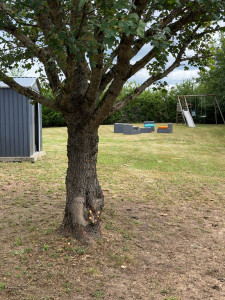 Photo de galerie - Tonte de pelouse - Débroussaillage