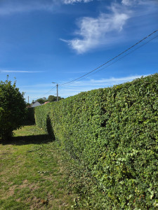 Photo de galerie - Taille de haie